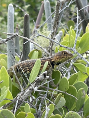 Sceloporus zosteromus