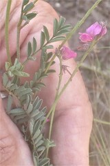 Indigofera declinata