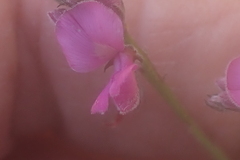 Indigofera declinata