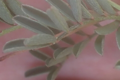 Indigofera declinata