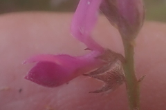 Indigofera declinata