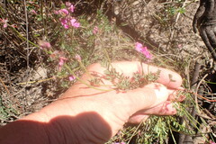 Indigofera declinata
