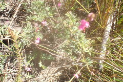 Indigofera declinata