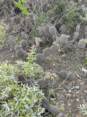 Opuntia pycnantha