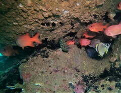 Epinephelus labriformis