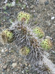 Opuntia pycnantha