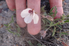 Pelargonium tricolor