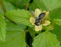 Megachile mendica