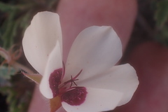 Pelargonium tricolor