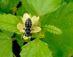 Megachile mendica
