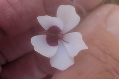 Pelargonium tricolor