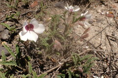 Pelargonium tricolor