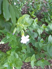 Thunbergia natalensis
