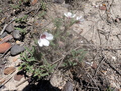Pelargonium tricolor