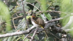 Pycnonotus bimaculatus