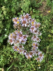 Aster tataricus