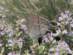 Satyrium spini