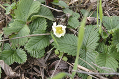Fragaria viridis