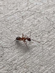 Camponotus