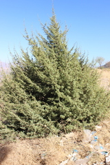 Juniperus oxycedrus