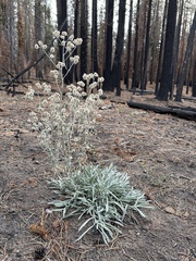 Pseudognaphalium thermale