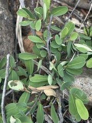 Erythroxylum delagoense