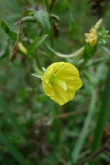 Oenothera
