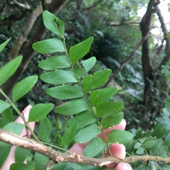 Gleditsia rolfei