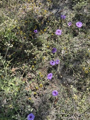 Ipomoea pedicellaris