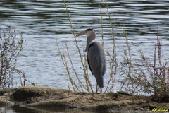 Ardea cinerea