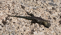 Sceloporus orcutti
