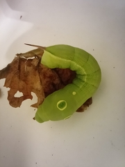 Hippotion celerio