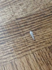 Lepismatidae