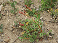 Rumex maricola