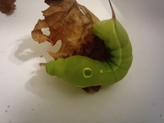Hippotion celerio
