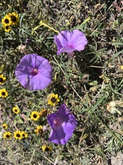Ipomoea pedicellaris