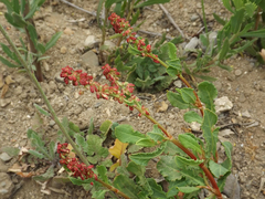 Rumex maricola