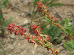 Rumex maricola
