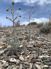 Chaenactis douglasii
