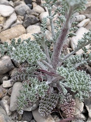 Chaenactis douglasii