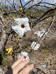 Ipomoea pauciflora