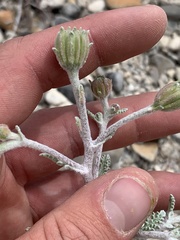 Chaenactis douglasii