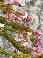 Erica excavata
