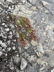 Erica excavata