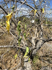 Ipomoea pauciflora