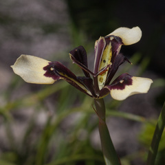Moraea lurida