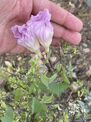 Ipomoea jicama