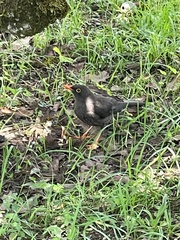 Turdus fuscater