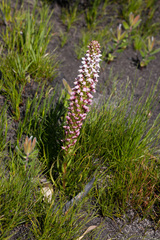 Disa obtusa hottentotica