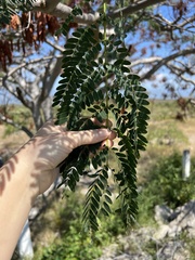 Conzattia multiflora